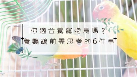 適合養在家裡的鳥|【養鳥】養鳥新手別迷惘！超實用入門指南